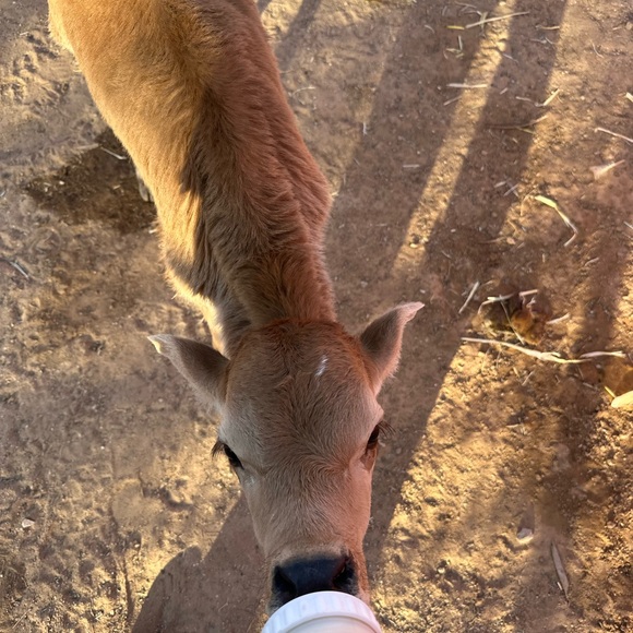 Meet your Posher, Salesha - Picture 3 of 4